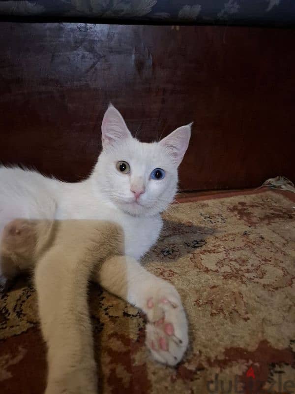 Mother Cat for adoption قطه بيضة لتبنى 4