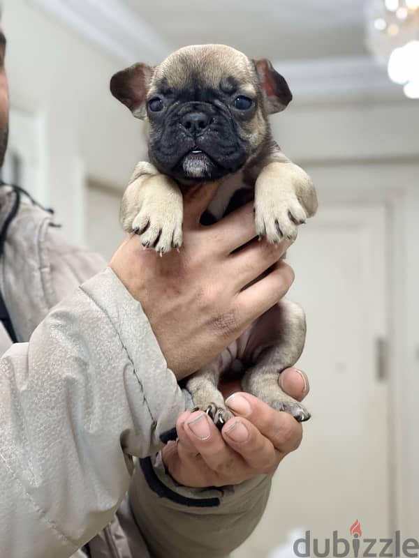 فرنش بولدوج French bulldog puppy 0