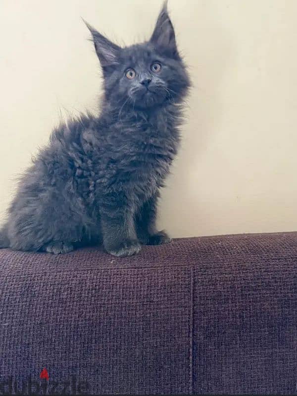 main coon kitten 01096362131 9