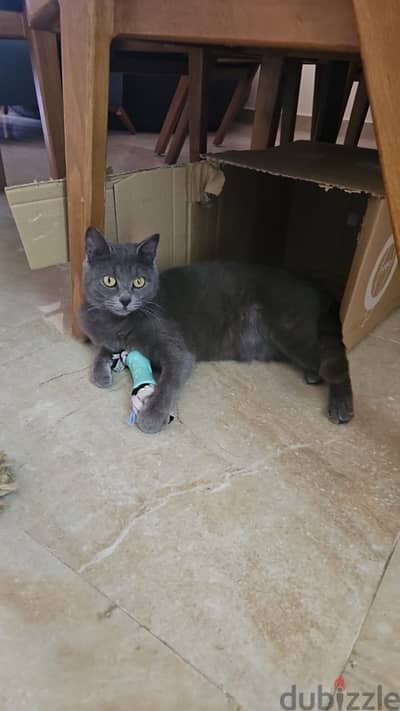 British Shorthair Mix for Adoption