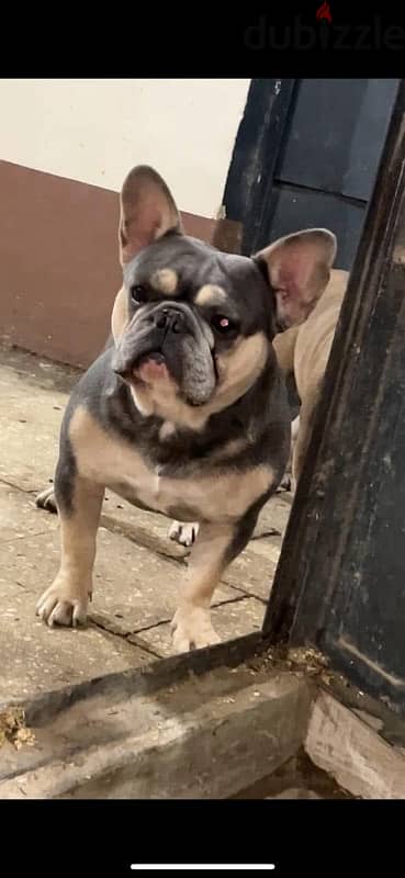 french bulldog فرنش بولدوج للجواز