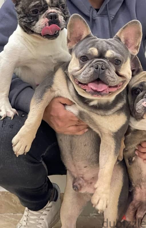 french bulldog فرنش بولدوج للجواز 1