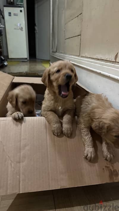 golden retriever puppies 45 day