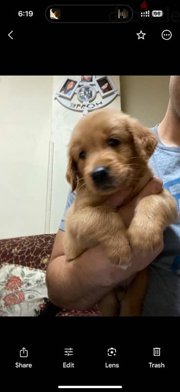 golden retriever puppies 45 day 1