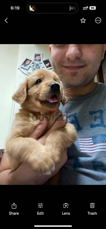 golden retriever puppies 45 day 2