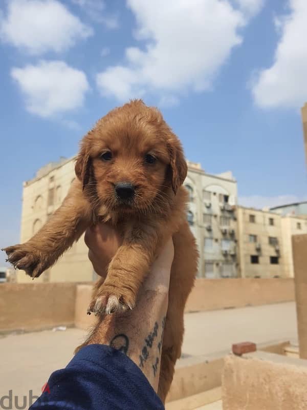 golden retriever puppies 45 day 3