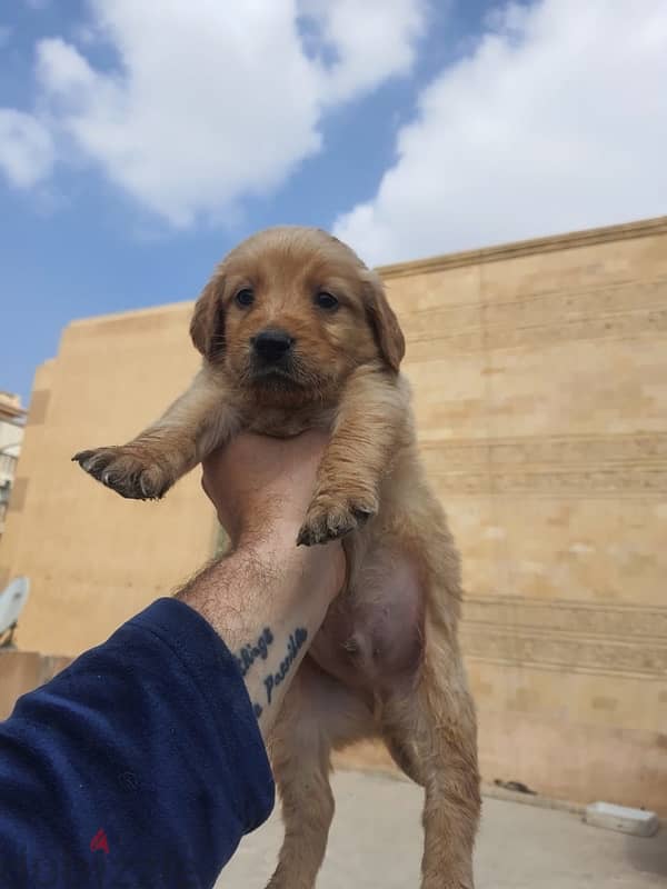 golden retriever puppies 45 day 5