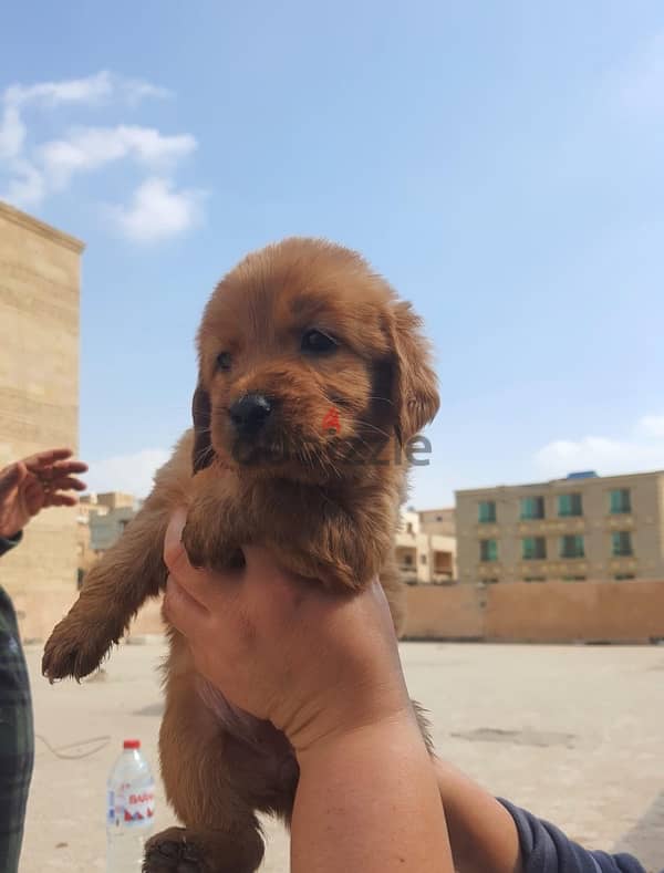 golden retriever puppies 45 day 6