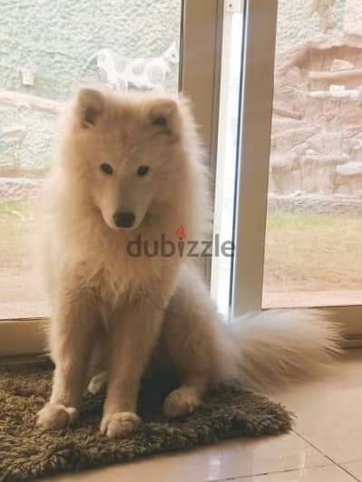 Samoyed - Male