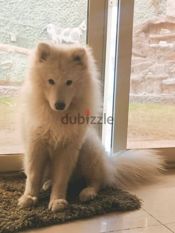 Samoyed - Male 0