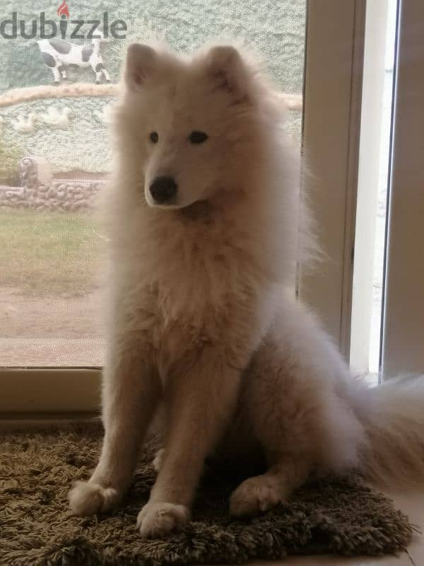 Samoyed - Male 1