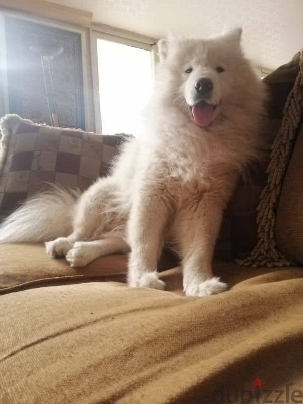 Samoyed - Male 2