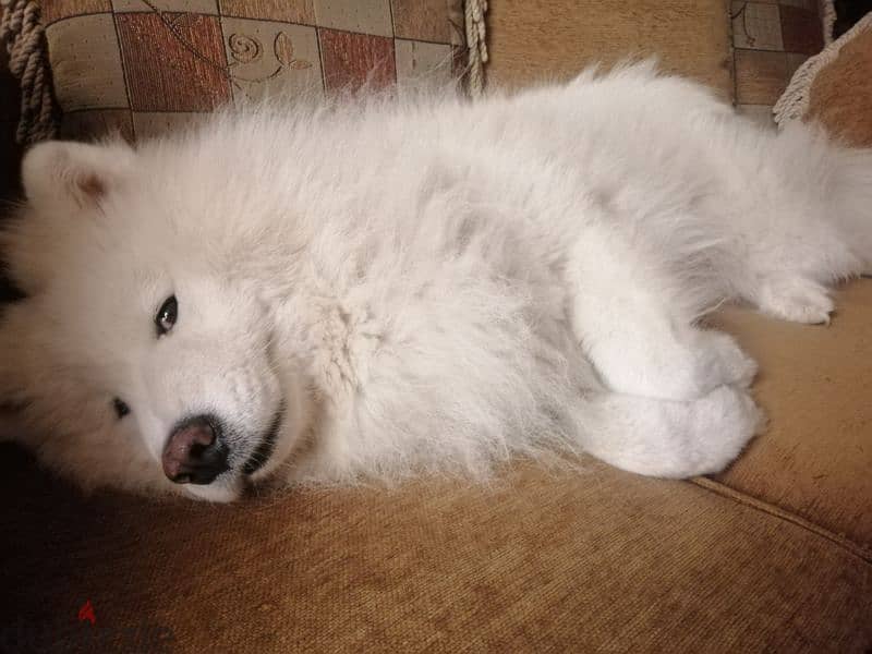 Samoyed - Male 3