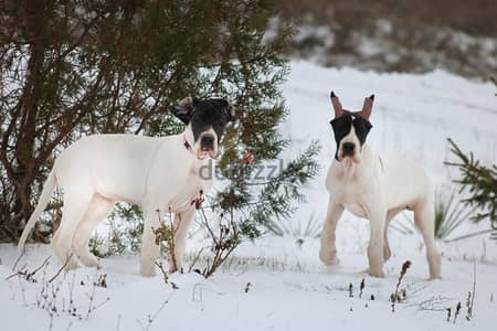 Great Dane Female from Russia