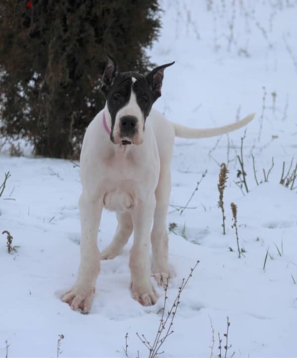 Great Dane Female from Russia 2