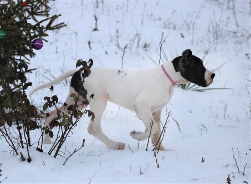 Great Dane Female from Russia 3