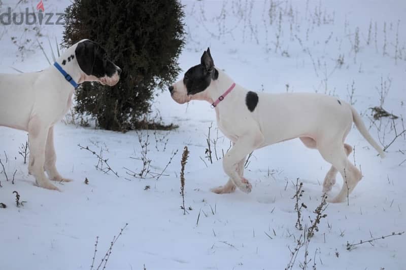 Great Dane Female from Russia 4