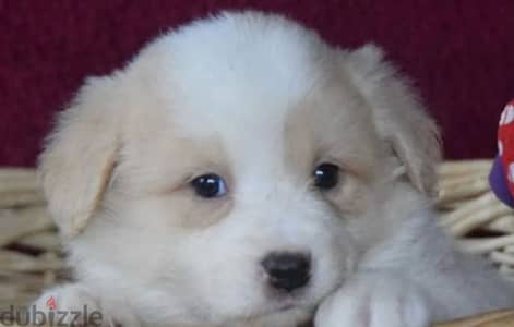 Border Collie puppy boy from Russia