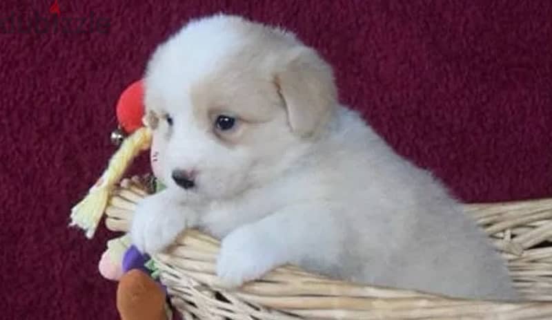 Border Collie puppy boy from Russia 1