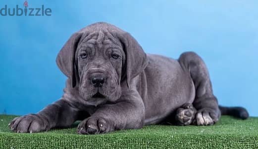 Great Dane puppy female from Russia