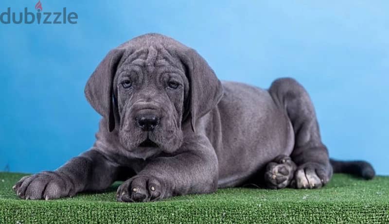 Great Dane puppy female from Russia 0