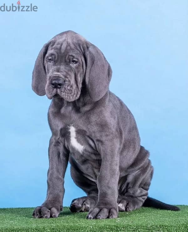 Great Dane puppy female from Russia 1