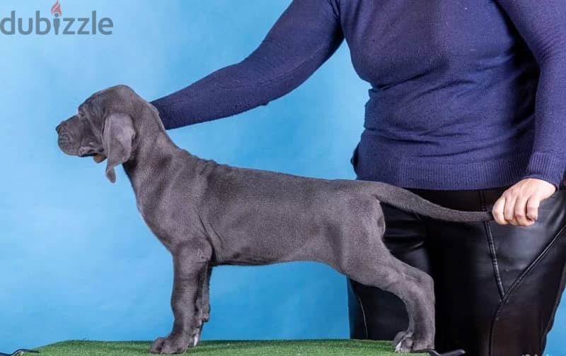 Great Dane puppy female from Russia 2