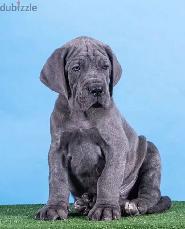 Great Dane puppy female from Russia 3