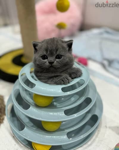 Pure Scottish Fold Male Kitten سكوتش فولد