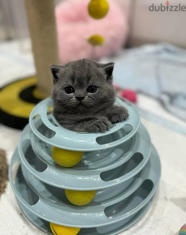 Pure Scottish Fold Male Kitten سكوتش فولد 0