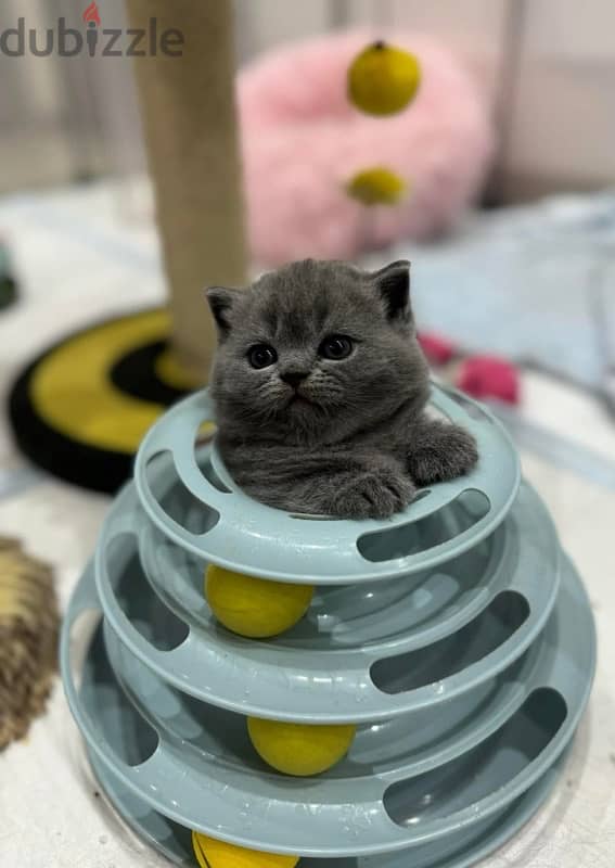 Pure Scottish Fold Male Kitten سكوتش فولد 2