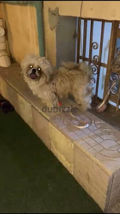 ولد شيتزو Shih Tzu