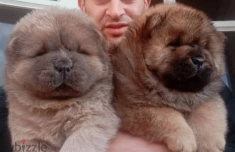 متع عنيك اقوى المستويات في مصر تشاو تشاو Chow Chow