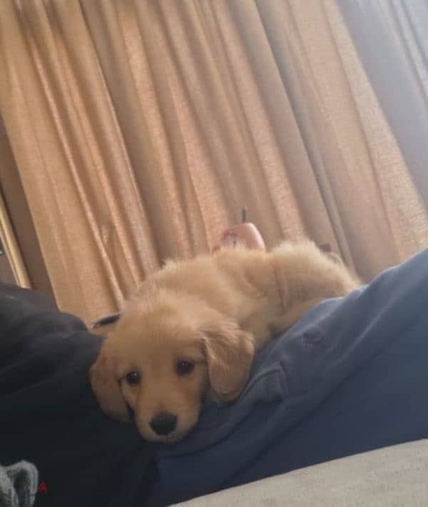 Golden retriever puppy 0