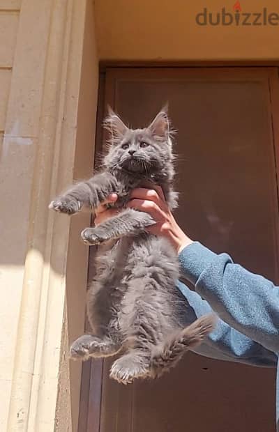 main coon kitten