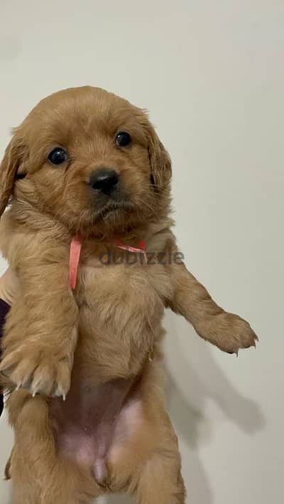 Pure Golden Retriever Puppies –  جراوي جولدن بيور الاب مستورد