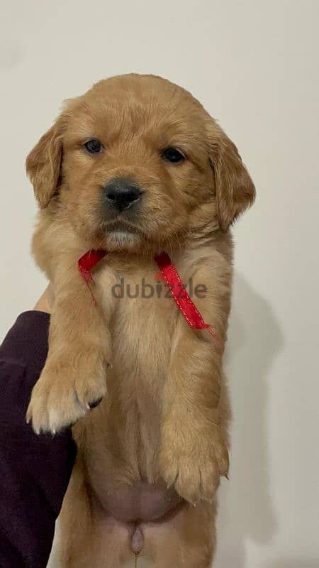 Pure Golden Retriever Puppies –  جراوي جولدن بيور الاب مستورد 2