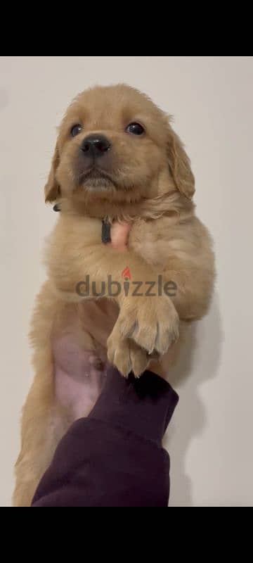 Pure Golden Retriever Puppies –  جراوي جولدن بيور الاب مستورد 3