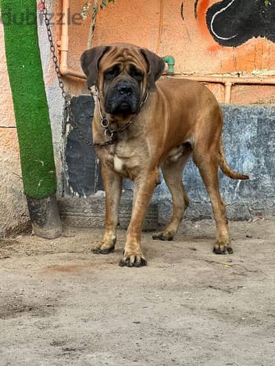 Old English mastiff for sale Top quality