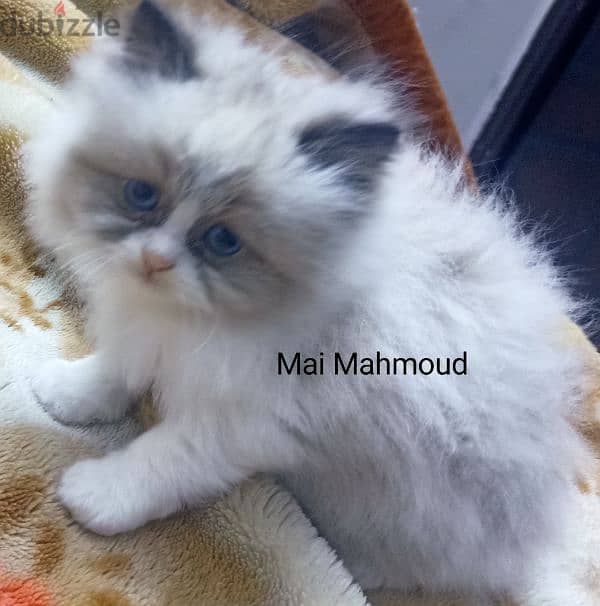 ما شاء الله تبارك الله ولد راغدول باي كلر اعلي مستويRagdoll cats 1