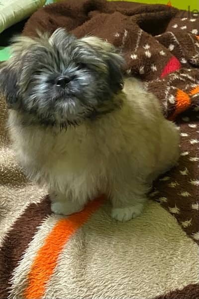 Shih Tzu Toy