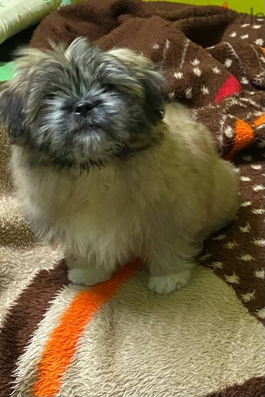 Shih Tzu Toy 0