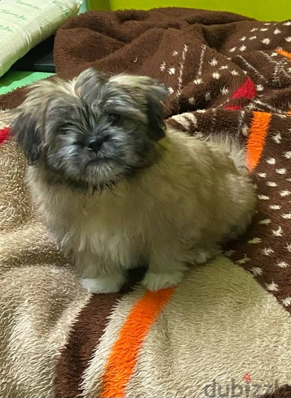 Shih Tzu Toy 1