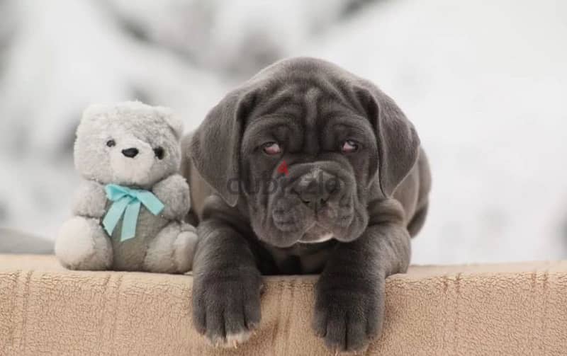 Neapolitan mastiff puppy female from Russia 0