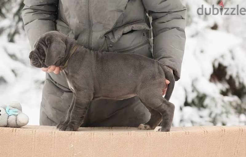 Neapolitan mastiff puppy female from Russia 1