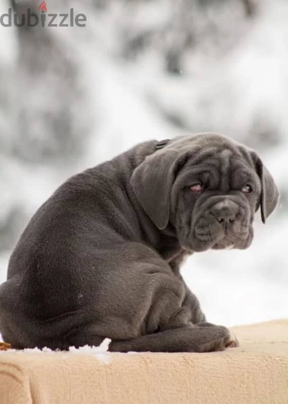 Neapolitan mastiff puppy female from Russia 2