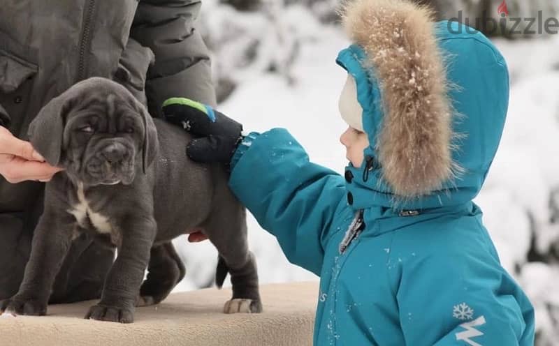 Neapolitan mastiff puppy female from Russia 3