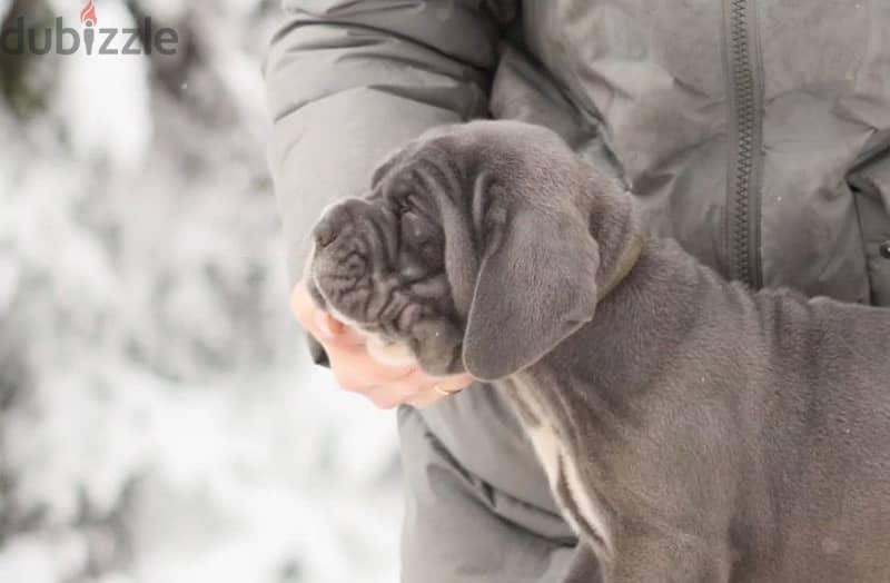 Neapolitan mastiff puppy female from Russia 4