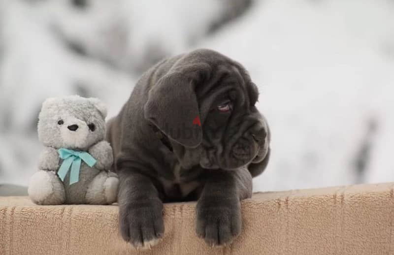 Neapolitan mastiff puppy female from Russia 5