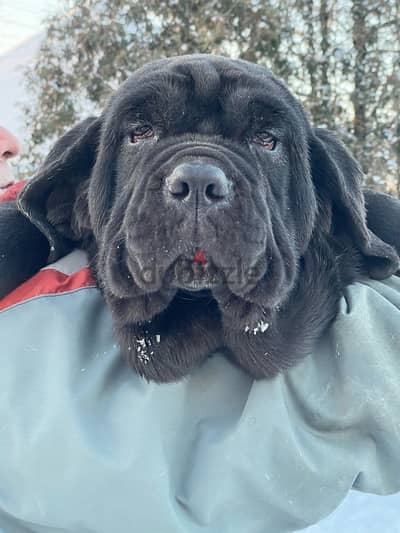 Neapolitan mastiff puppy female from Russia